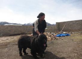 Tibetan Mastiff Dogs